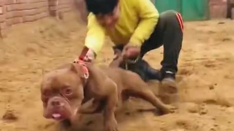 Powerful dog training
