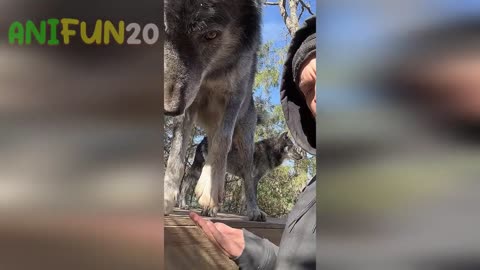 best funniest animal videos 2023🤣