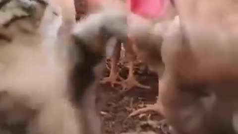 Funny animals