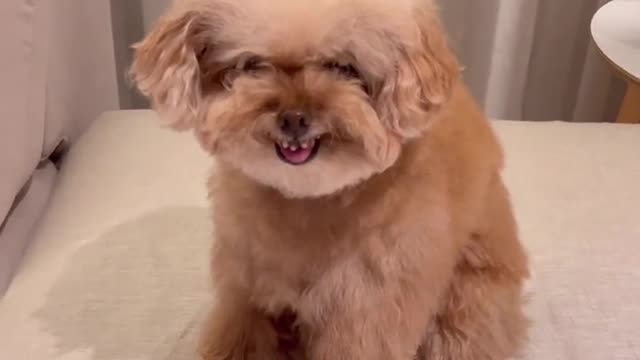This white haired dog is very nice kml klop
