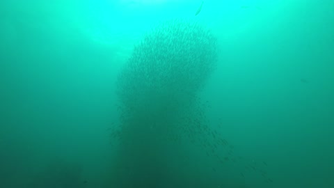 fishes underwater(sea) in thailnad