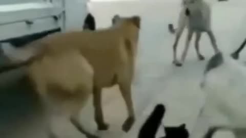 Cute and funny cat video.