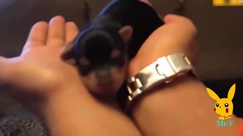 Cute puppies and funny moments