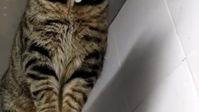 💥Cute Cat and Funny Animals compilation 😹 Try not to Laugh Challenge - Cutty Cat 094