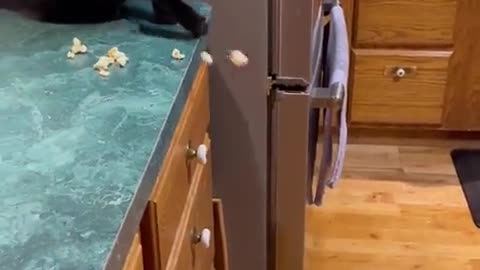 It's raining treats!!!" 😹