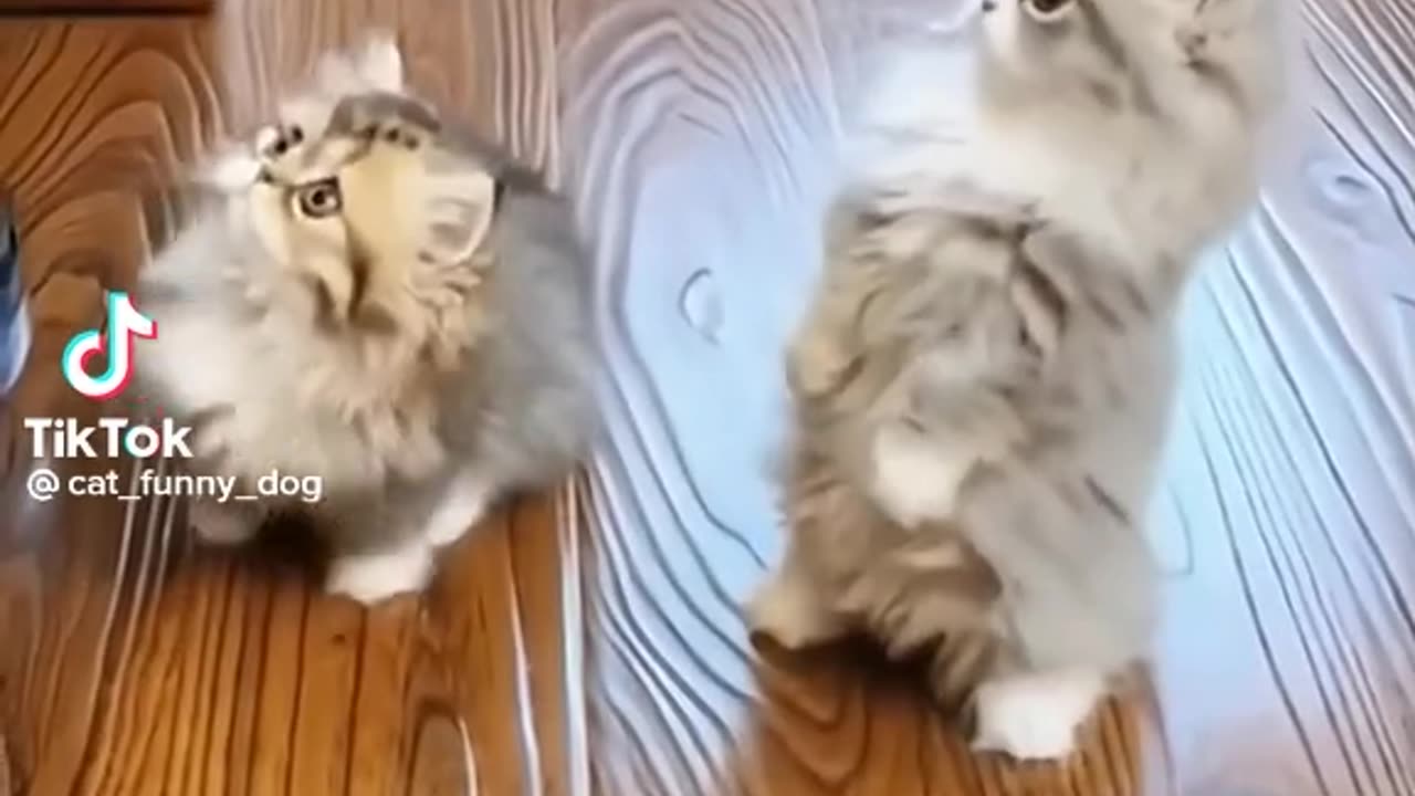 Funny cat