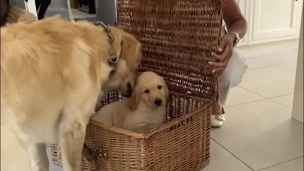 Surprising Our Dog With A Puppy