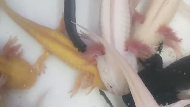 so cute baby fish