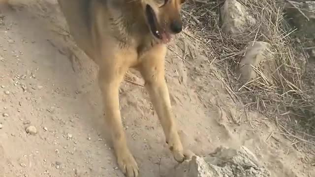 Dog 🐕🐩 Comady Funny Video Best Of Beautiful Dog Duniya