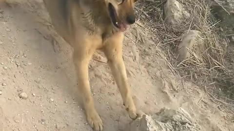 Dog 🐕🐩 Comady Funny Video Best Of Beautiful Dog Duniya