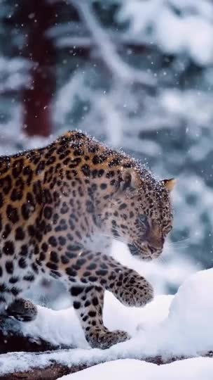 Far Eastern leopard
