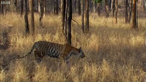 Tvid Attenborough - Tiger - Spy in the Jungle - BBC Earth_Cut