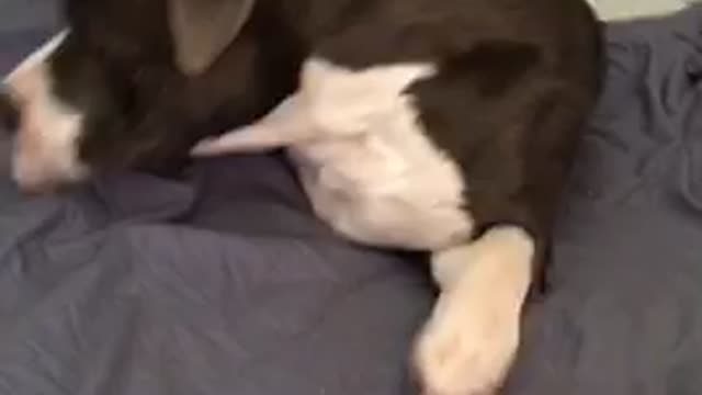 Pitbull puppy begs for belly rubs