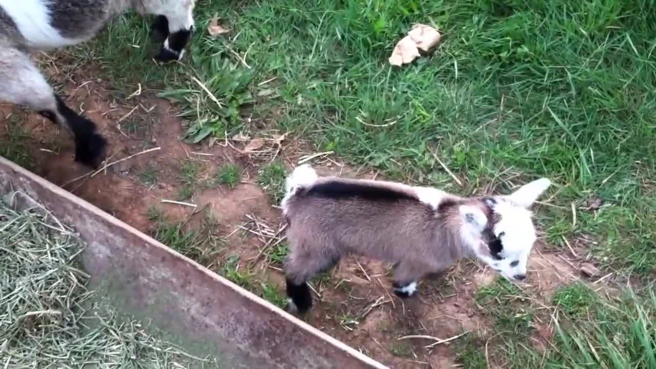 Baby Goats & Cute Kids