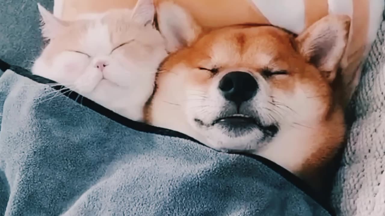 Dog and cat funny moments