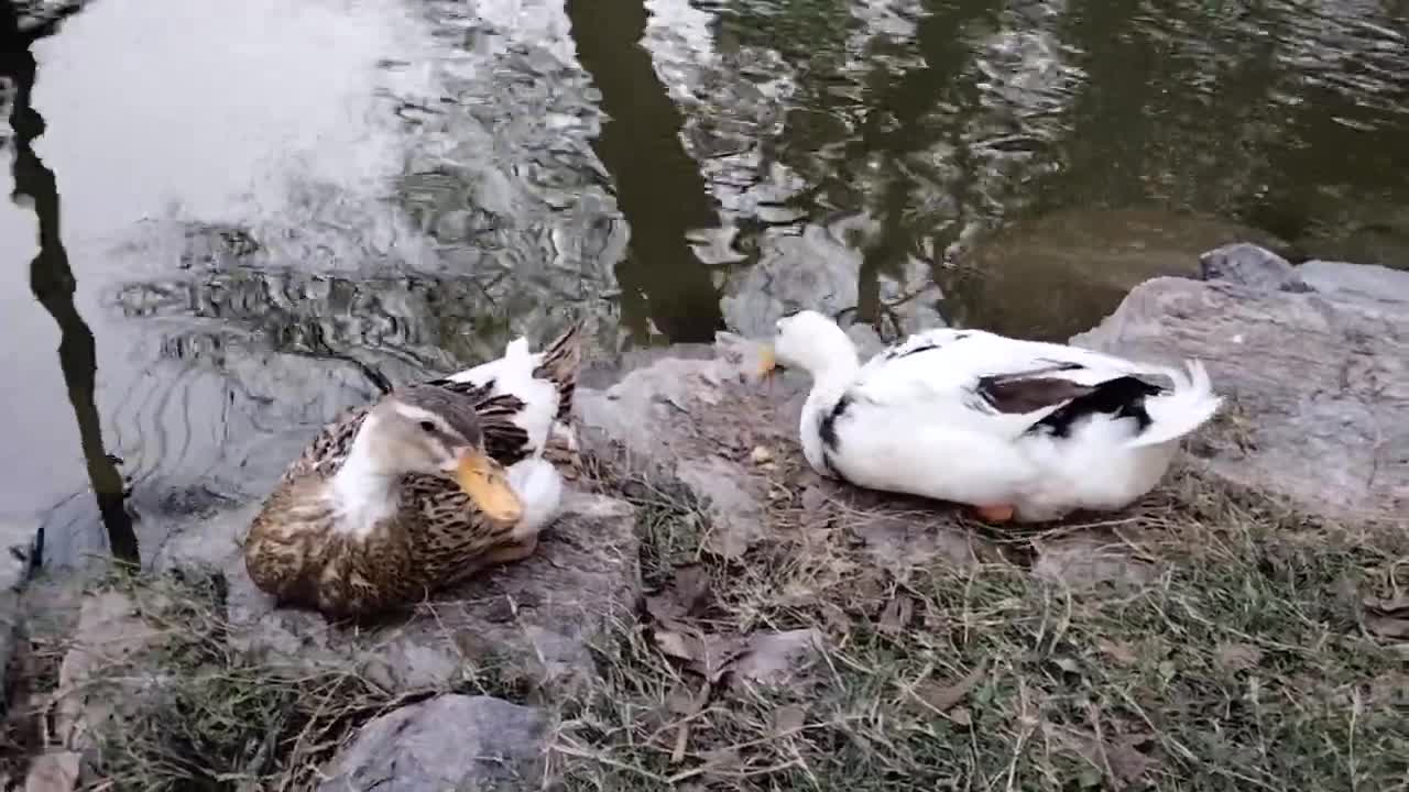 Day with Mallard Ducklings | Wild Duck Video | Kingdom of Awais