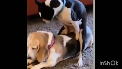 Funniest & Cutest Animals