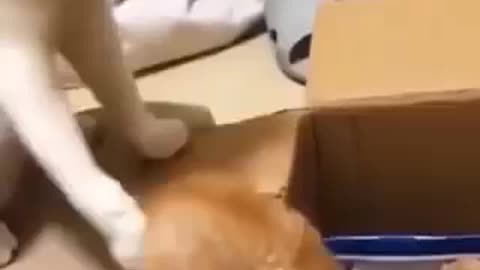 Cat funny video