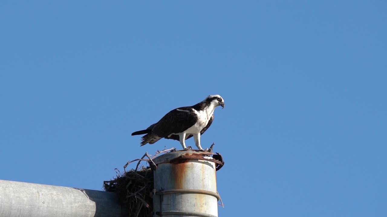 Female Osprey Rebuilding Her Nest on a Nice Day in Florida.