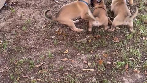 Five way tug-a-war with 5 week old Belgian Malinois