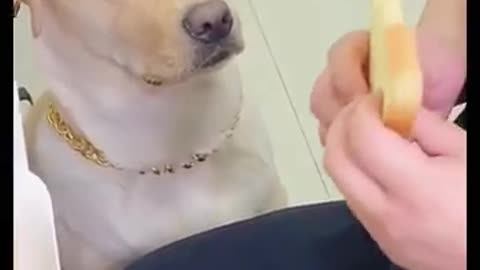 FUNNIEST DOG REACTION