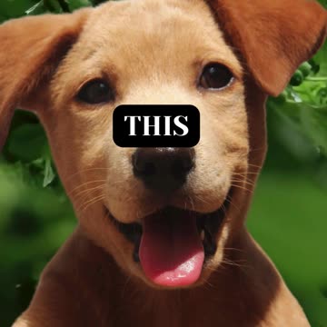 This the true origin of Mans best Friend (Dog).