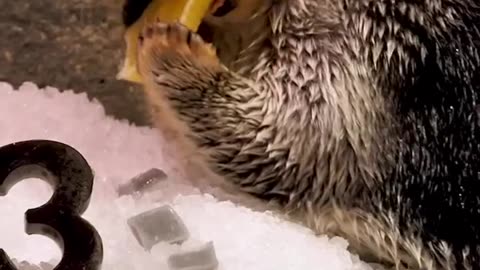 Wildlife