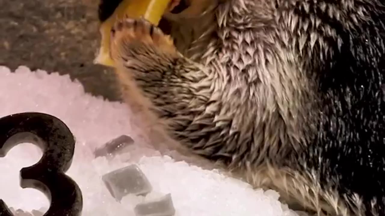 Wildlife