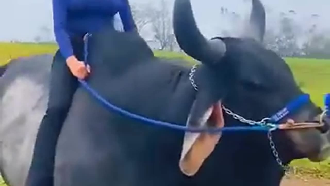 Smart cow 😍