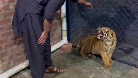 Little Tiger attack on won caretaker shorts