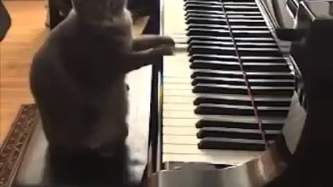 CAT PLAYING PIANO