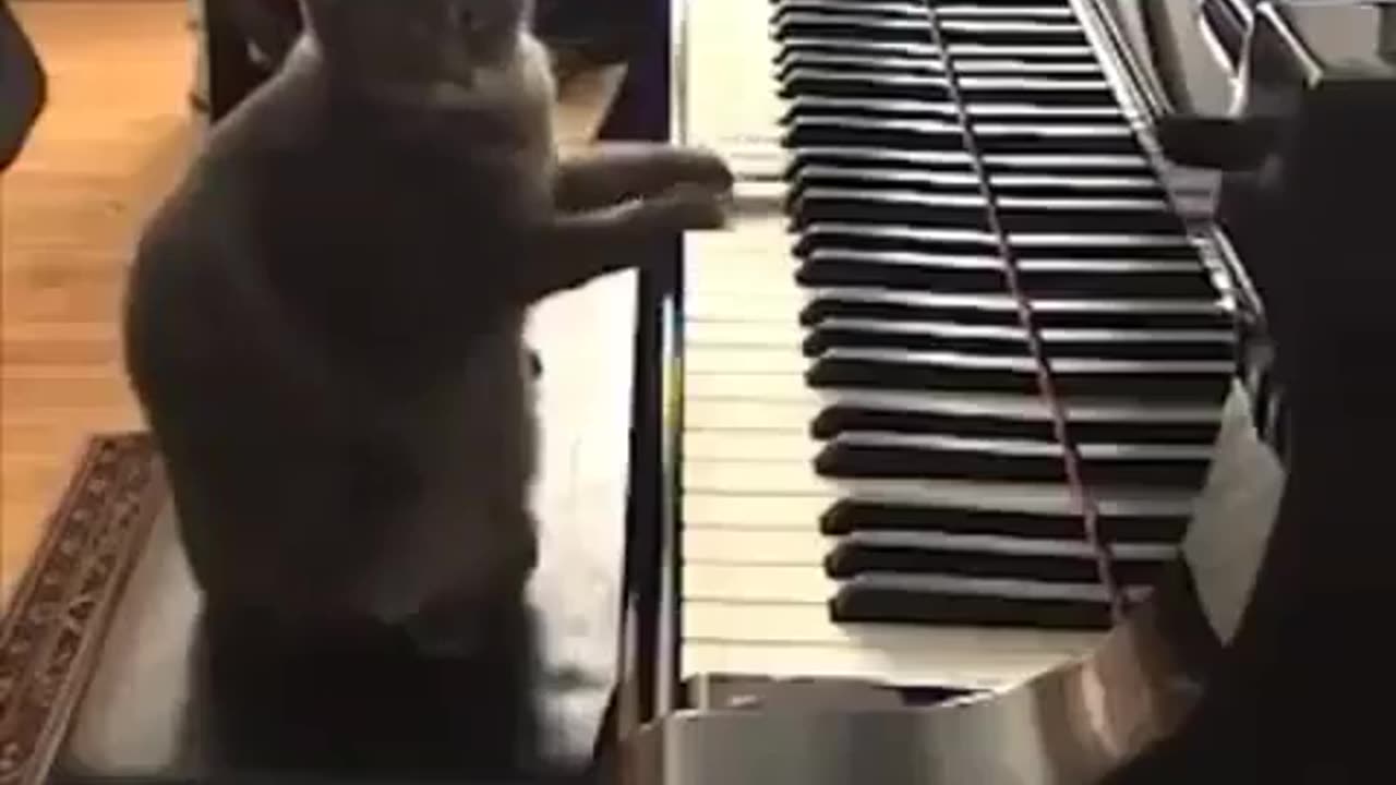 CAT PLAYING PIANO