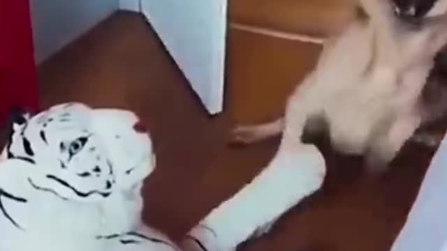 Funniest Animals Video - Funny Dogs And Cats