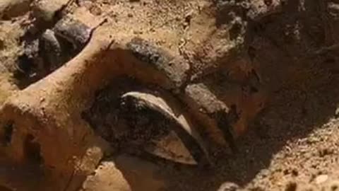 A WOODEN SARCOPHAGUS EMERGES FROM THE SAND AT ABYDOS AFTER SPENDING MORE THAN 3 MILLENNIA BELOW THE SURFACE OF THE EGYPTIAN PLATEAU