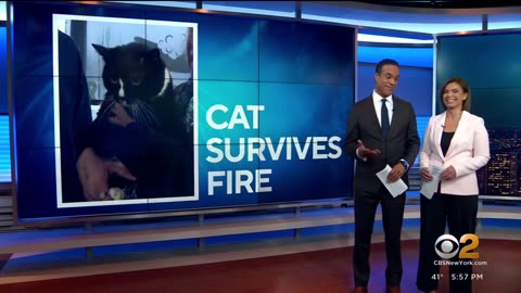 Family cat found alive 12 days after house fire on Long Island