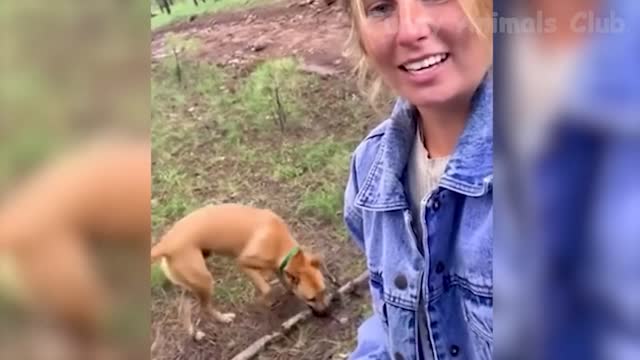 Funny Animal Videos 2022 - Best Dogs And Cats Videos