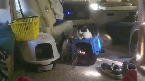 Reactions to new kitty