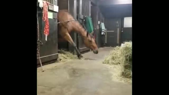 Funny and Cute Horses That Will Change Your Mood For Good