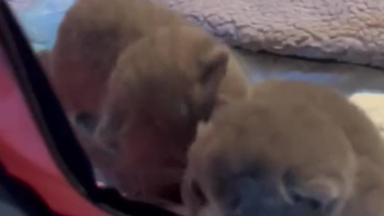 the cuteness of the baby cat while playing