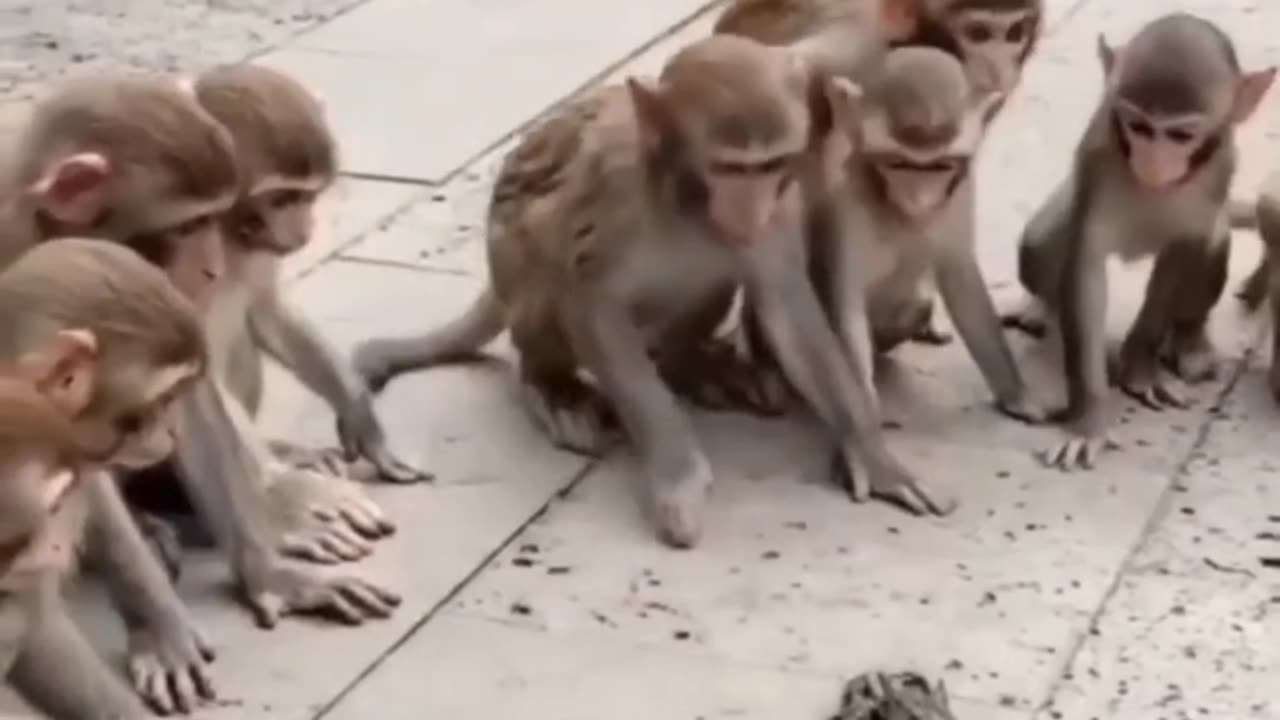 Monkey comedy videos 😂😂