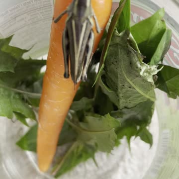 A locust in bottle glass