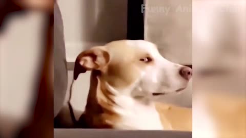 Funny animal videos!