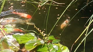 Koi Feeding Time