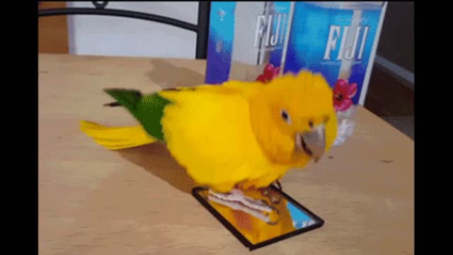 Gif video of dancing bird