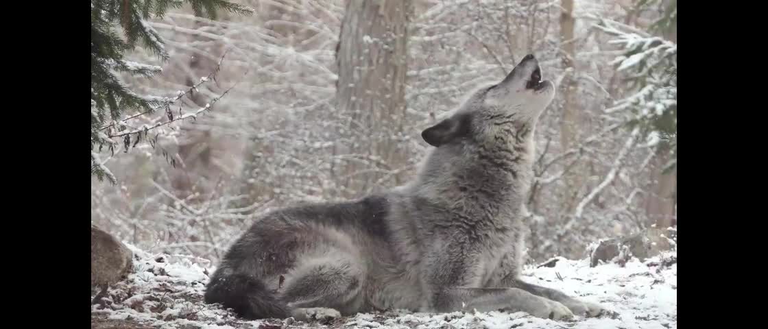 Happy Winter Solstice 🙏🐺🪶🌚✨ Dante & Echo