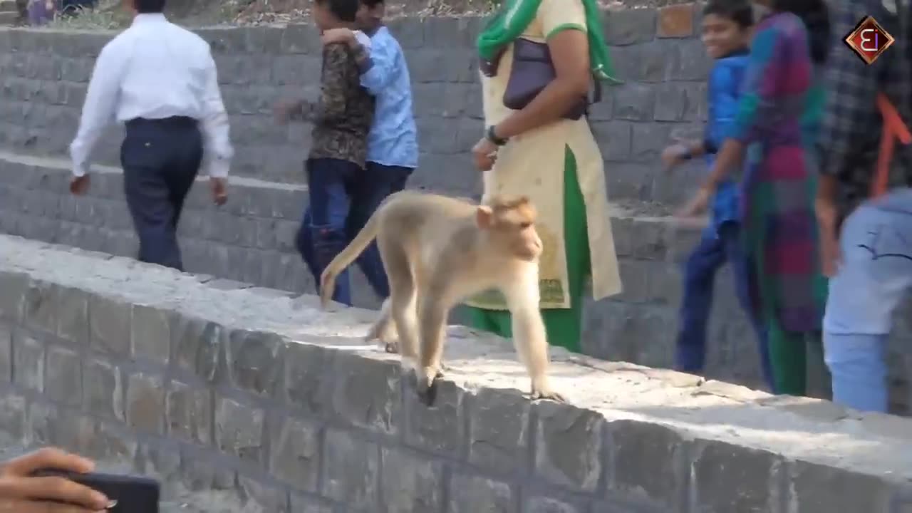 बंदरों की ऐसी हरकत देख लोटपोट हो जाएंगे -- । Monkey Funny