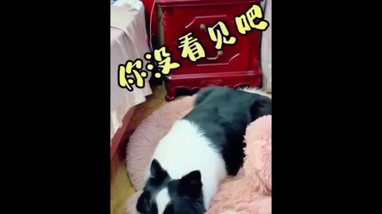 Cat and dog funny video