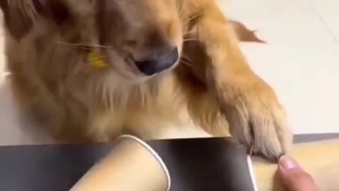 Dog's reaction/ dogs lovers/ play with dogs/#shorts