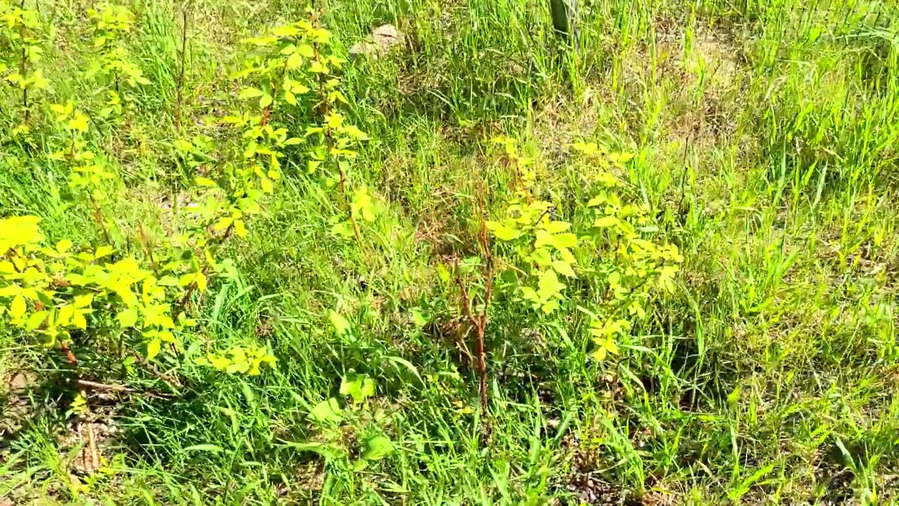 GARDEN WITH US | Planting our Garden & Vegetable Garden Tour | Minnesota Life