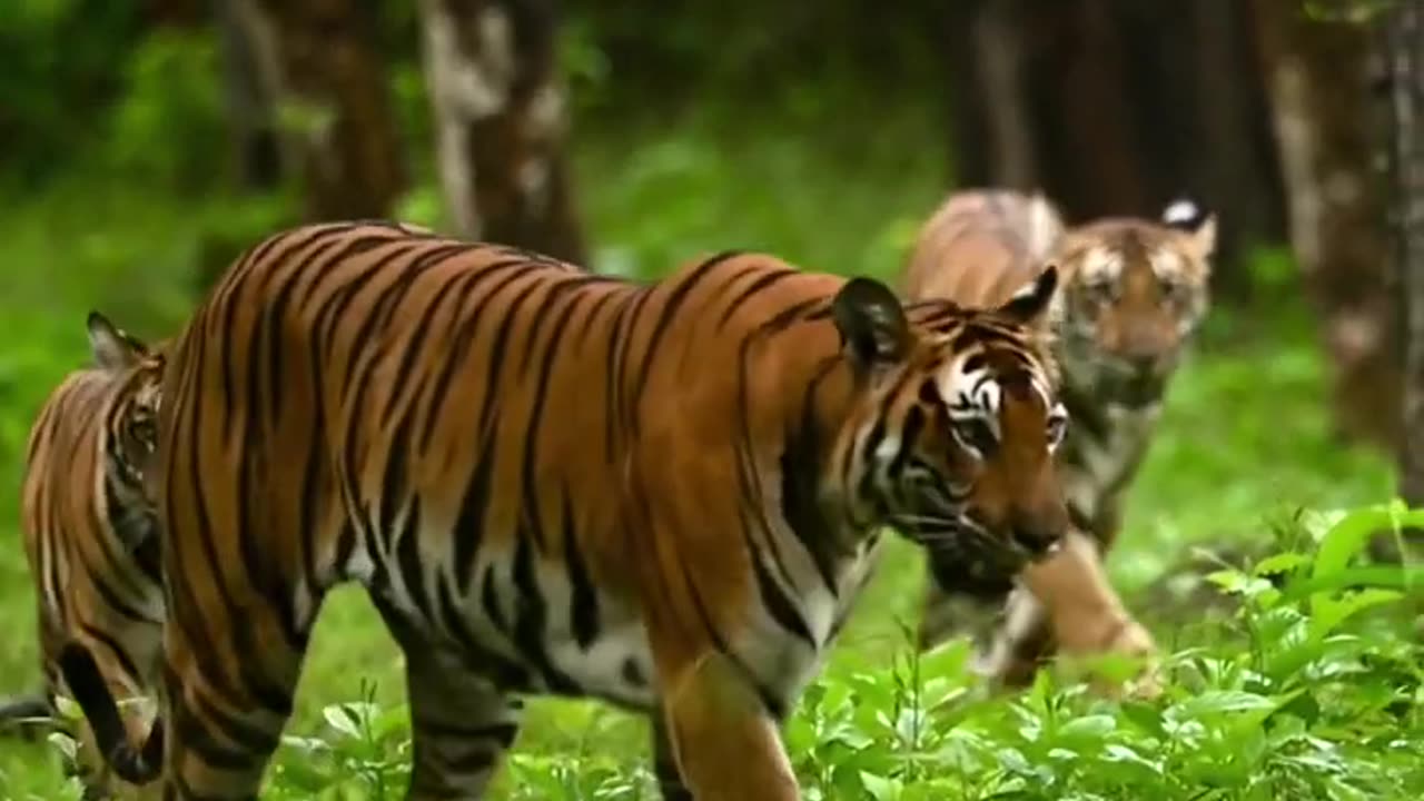 🔥video is from Ranthambore National park in India.#Trendingwildlife#goviral